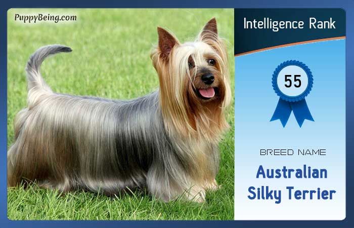 smartest dog breeds list intelligence rank 055 australian silky terrier