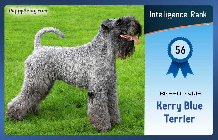smartest dog breeds list intelligence rank 056 kerry blue terrier