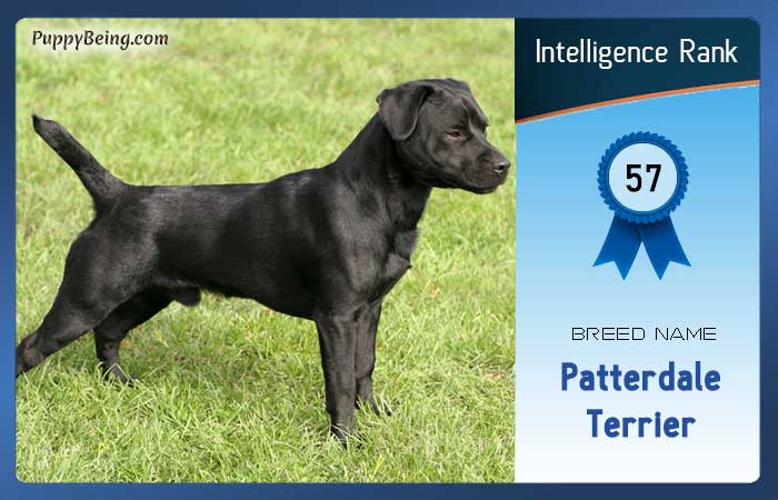 smartest dog breeds list intelligence rank 057 patterdale terrier