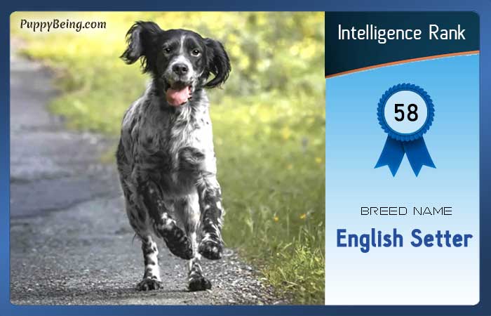 smartest dog breeds list intelligence rank 058 english setter