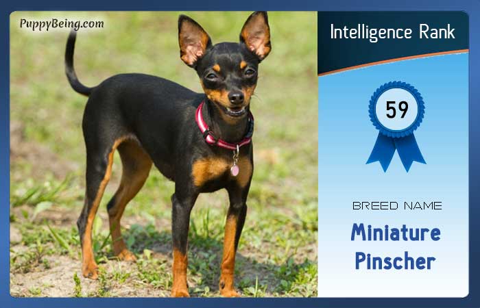 smartest dog breeds list intelligence rank 059 miniature pinscher