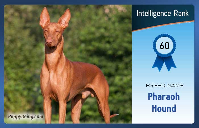 smartest dog breeds list intelligence rank 060 pharaoh hound