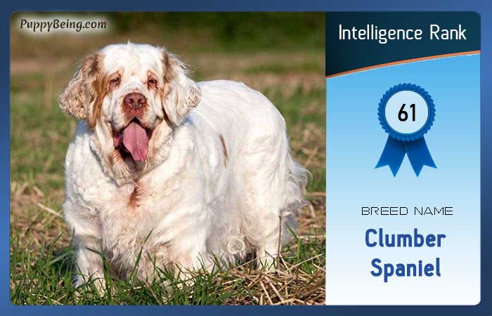 smartest dog breeds list intelligence rank 061 clumber spaniel
