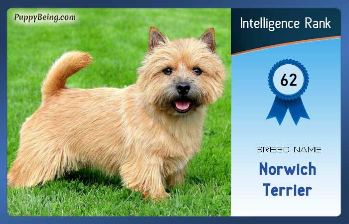 smartest dog breeds list intelligence rank 062 norwich terrier