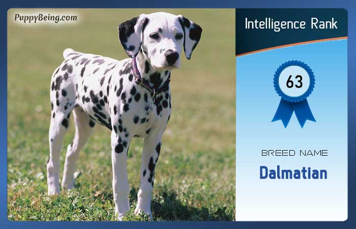 smartest dog breeds list intelligence rank 063 dalmatian
