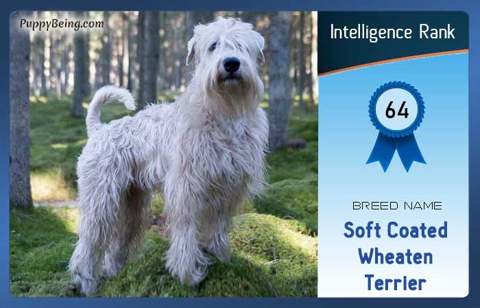smartest dog breeds list intelligence rank 064 soft coated wheaten terrier