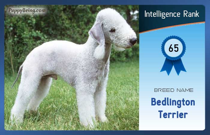 smartest dog breeds list intelligence rank 065 bedlington terrier