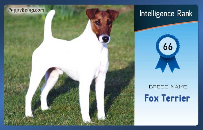 smartest dog breeds list intelligence rank 066 fox terrier