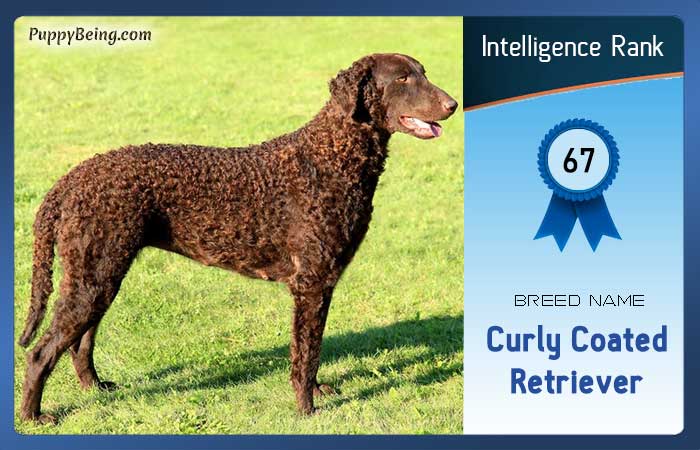 smartest dog breeds list intelligence rank 067 curly coated retriever