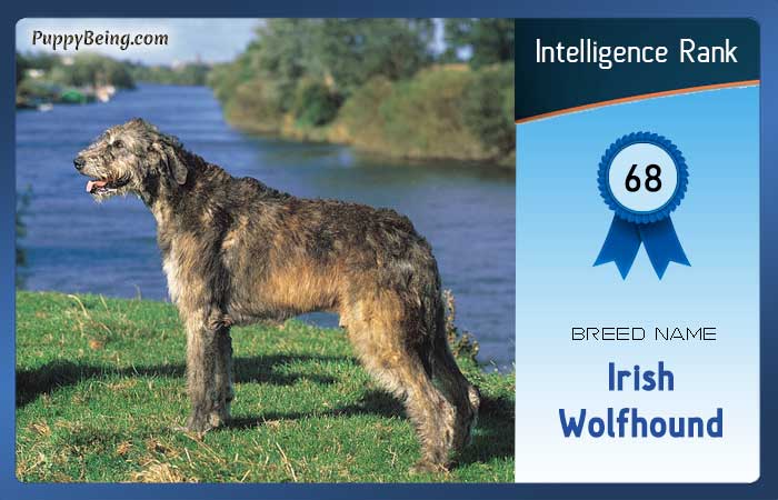 smartest dog breeds list intelligence rank 068 irish wolfhound