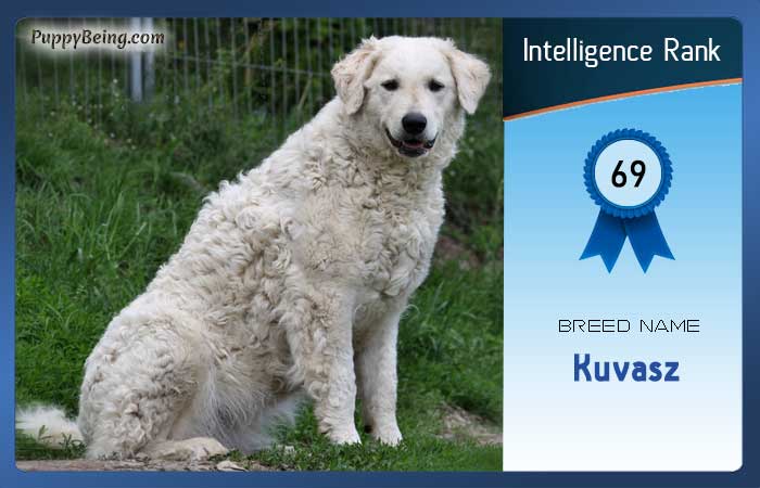 smartest dog breeds list intelligence rank 069 kuvasz