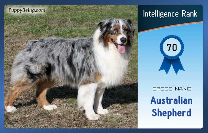smartest dog breeds list intelligence rank 070 australian shepherd