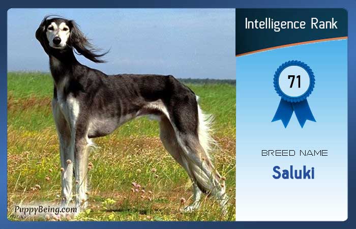 smartest dog breeds list intelligence rank 071 saluki