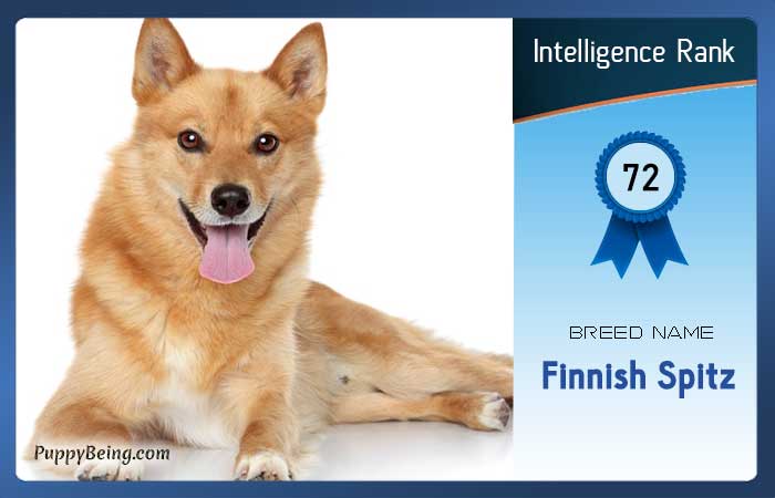 smartest dog breeds list intelligence rank 072 finnish spitz