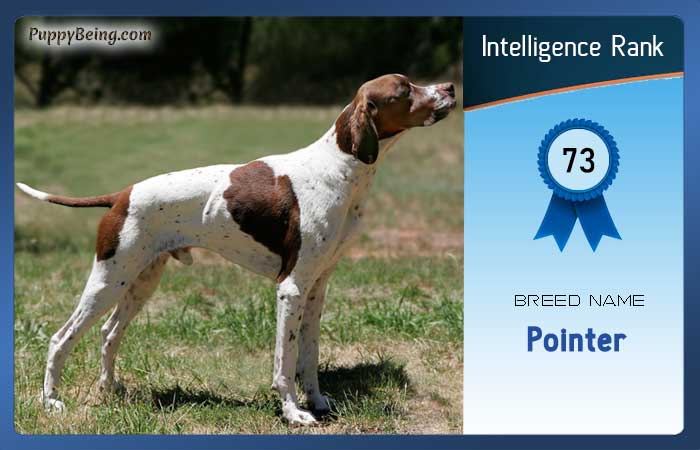 smartest dog breeds list intelligence rank 073 pointer