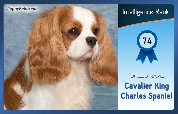 smartest dog breeds list intelligence rank 074 cavalier king charles spaniel