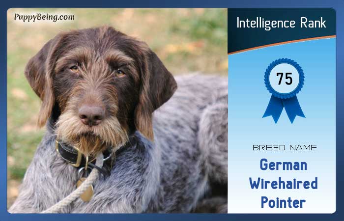 smartest dog breeds list intelligence rank 075 german wirehaired pointer