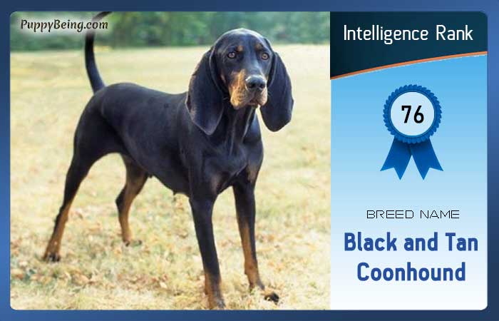 smartest dog breeds list intelligence rank 076 black and tan coonhound