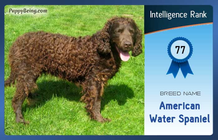 smartest dog breeds list intelligence rank 077 american water spaniel