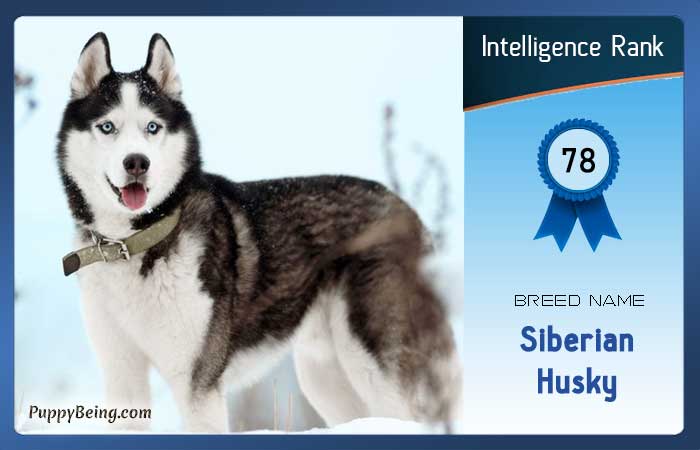 smartest dog breeds list intelligence rank 078 siberian husky