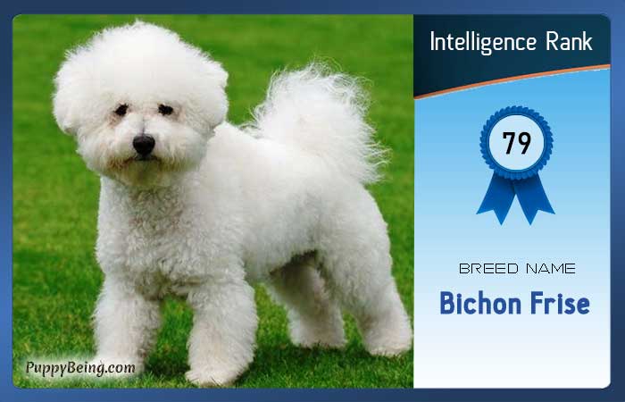 smartest dog breeds list intelligence rank 079 bichon frise