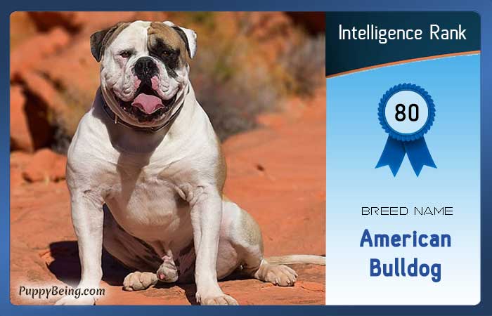 smartest dog breeds list intelligence rank 080 american bulldog