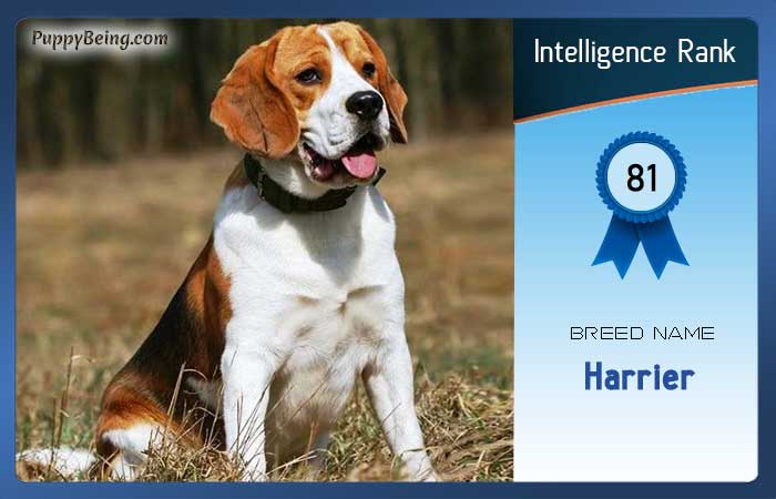 smartest dog breeds list intelligence rank 081 harrier