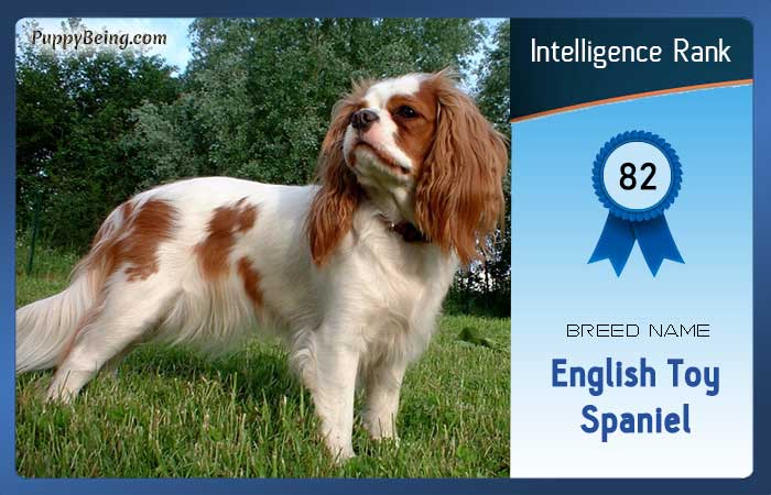 smartest dog breeds list intelligence rank 082 english toy spaniel