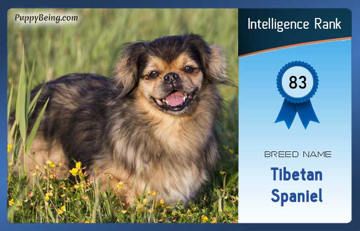 smartest dog breeds list intelligence rank 083 tibetan spaniel