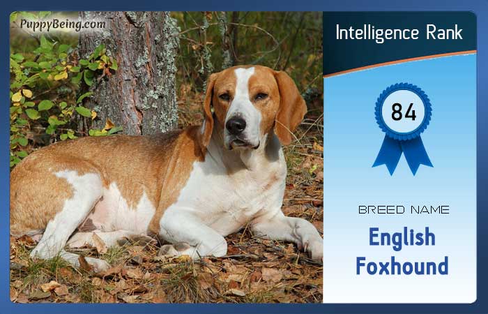 smartest dog breeds list intelligence rank 084 english foxhound