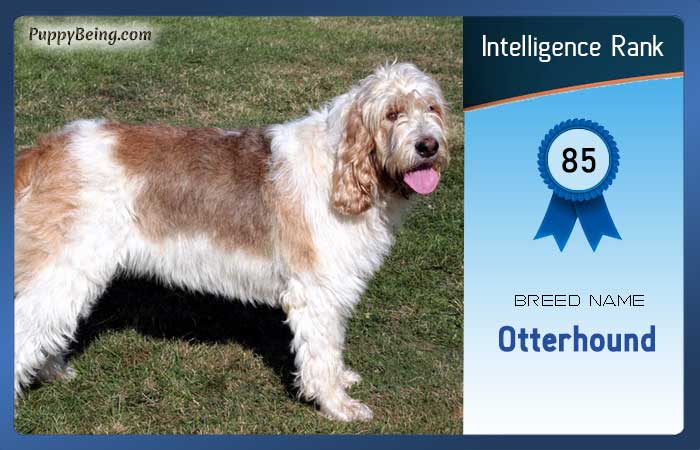 smartest dog breeds list intelligence rank 085 otterhound