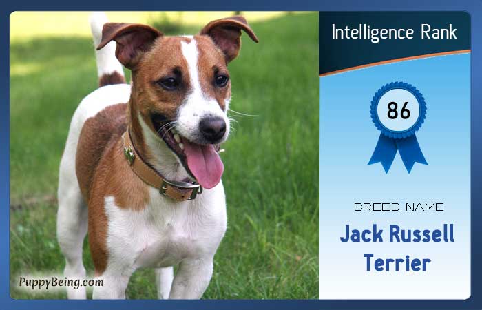 smartest dog breeds list intelligence rank 086 jack russell terrier
