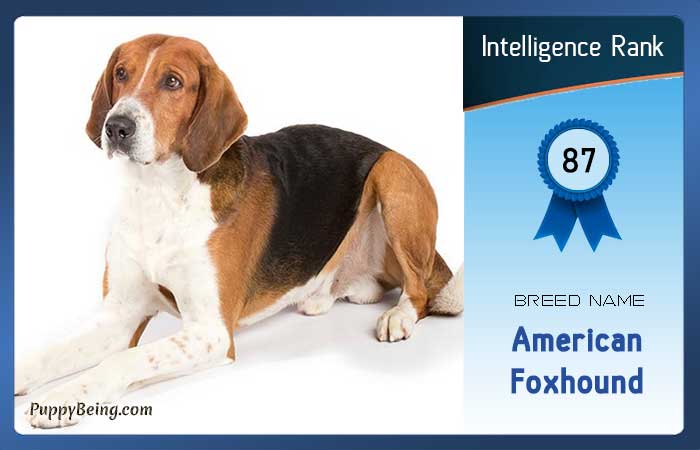 smartest dog breeds list intelligence rank 087 american foxhound