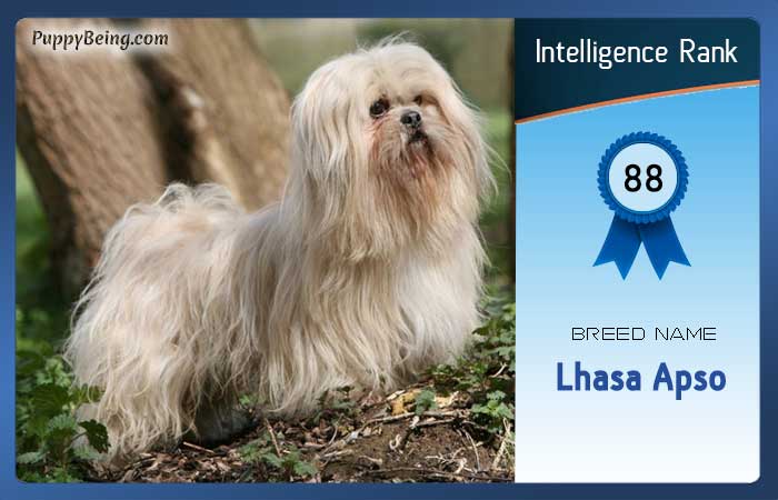 smartest dog breeds list intelligence rank 088 lhasa apso