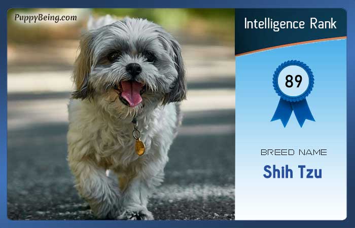 smartest dog breeds list intelligence rank 089 shih tzu