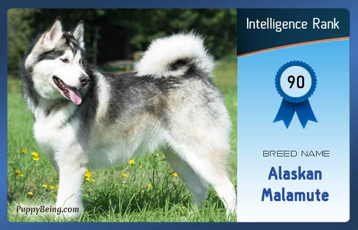 smartest dog breeds list intelligence rank 090 alaskan malamute