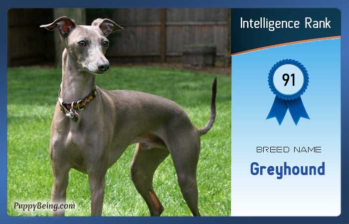 smartest dog breeds list intelligence rank 091 greyhound