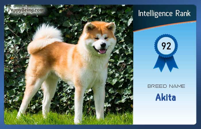 smartest dog breeds list intelligence rank 092 akita