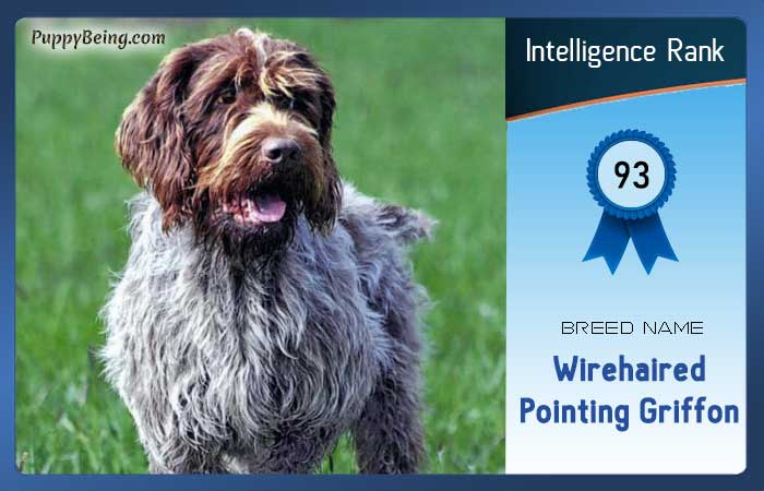 smartest dog breeds list intelligence rank 093 wirehaired pointing griffon