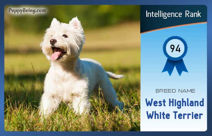 smartest dog breeds list intelligence rank 094 west highland white terrier