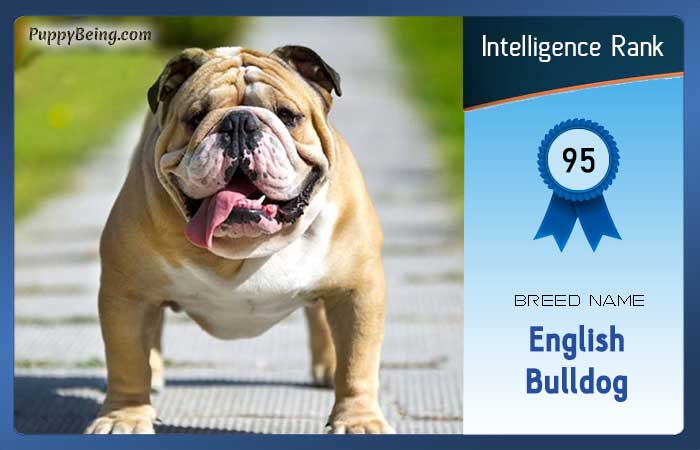 smartest dog breeds list intelligence rank 095 english bulldog