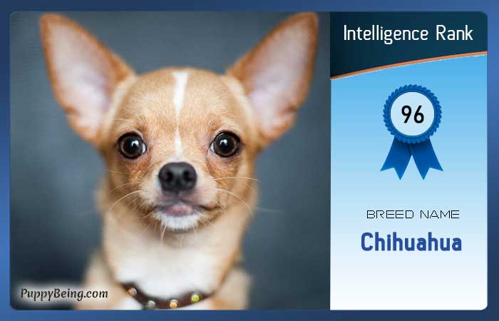 smartest dog breeds list intelligence rank 096 chihuahua