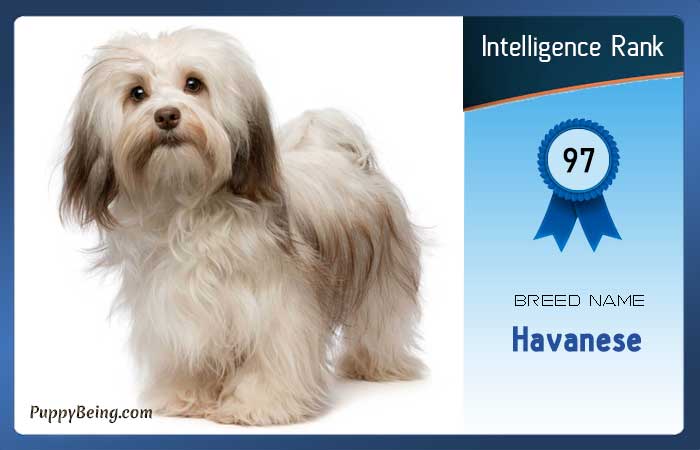 smartest dog breeds list intelligence rank 097 havanese