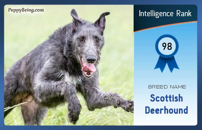 smartest dog breeds list intelligence rank 098 scottish deerhound