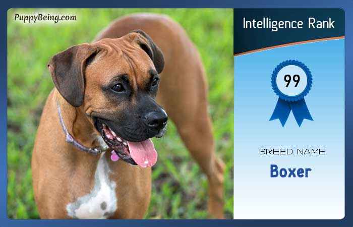 smartest dog breeds list intelligence rank 099 boxer