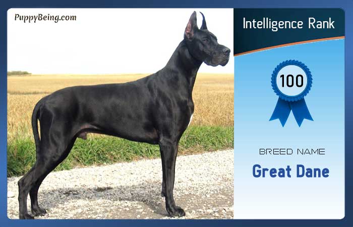 smartest dog breeds list intelligence rank 100 great dane