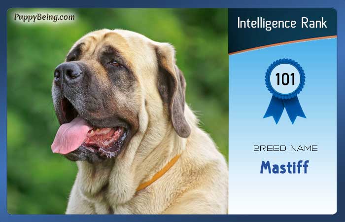 smartest dog breeds list intelligence rank 101 mastiff