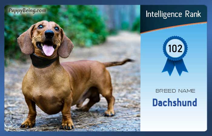 smartest dog breeds list intelligence rank 102 dachshund