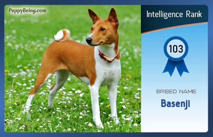 smartest dog breeds list intelligence rank 103 basenji