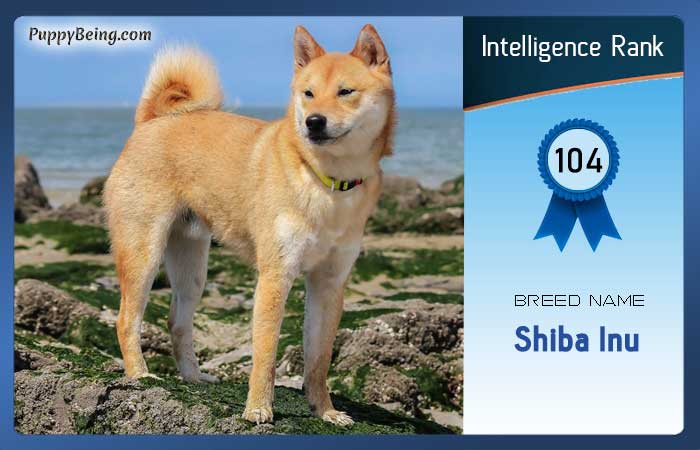smartest dog breeds list intelligence rank 104 shiba inu